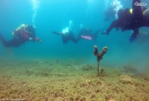 Macedonia Nurkowo23
