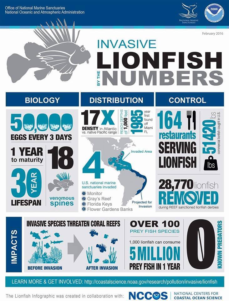 LionFish zagrożenie dla rodzimych gatunków