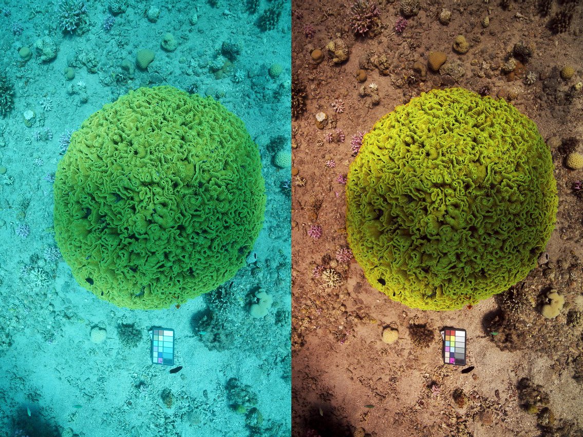 The-Sea-thru-method-removes-water-from-underwater-images-Best-viewed-online-for-color