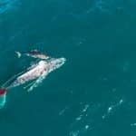żarłacz biały helen zabija wieloryba divers24.pl