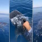Mężczyzna próbował ujeżdżać rekina wielorybiego divers24.pl
