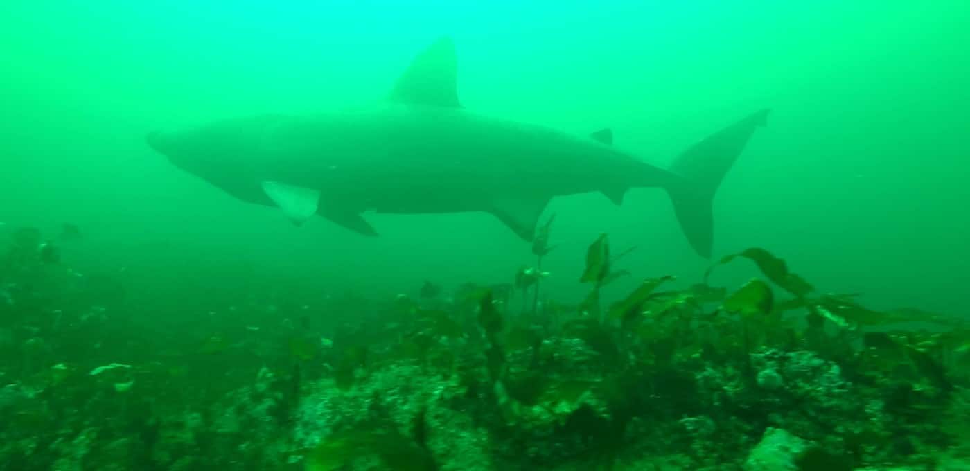 Żarłacz olbrzymi nagrany przez WHOI divers24.pl