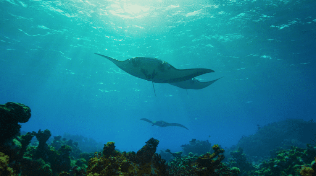 film przyrodniczy Hidden Pacific divers24.pl