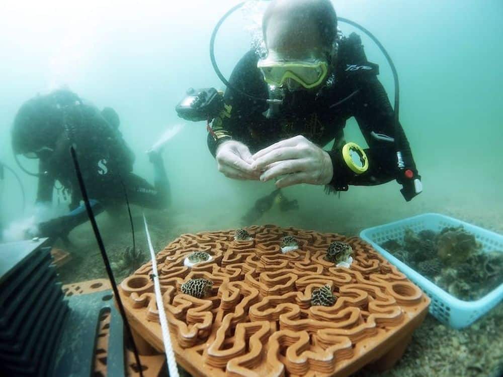Sadzonki umieszczane na płytkach 3D University of Hong Kong divers24.pl