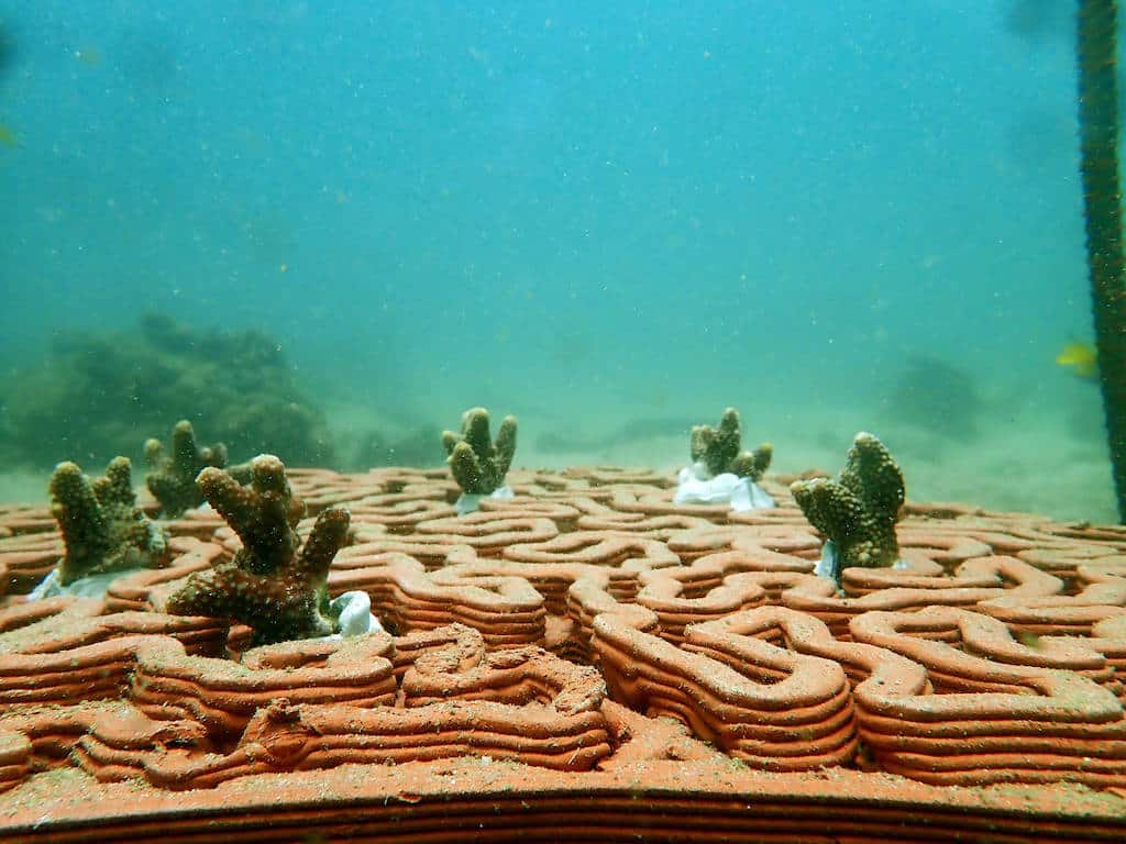 Koralowce rosnące po osadzeniu w płytce rafowej 3D Sadzonki koralowców w płytkach rafowych 3D University of Hong Kong divers24.pl