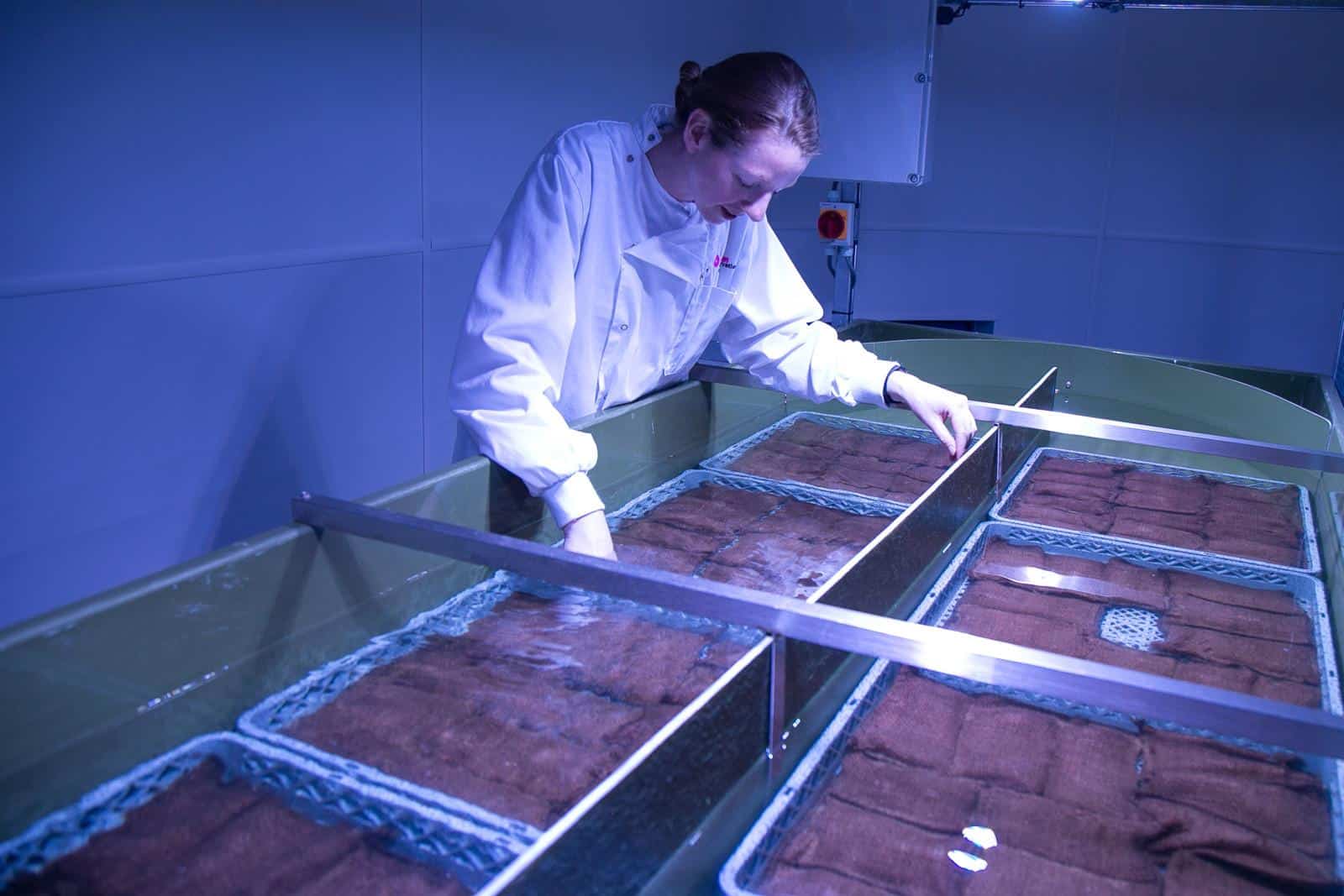 projekt sadzenia trawy morskie National Marine Aquarium divers24.pl