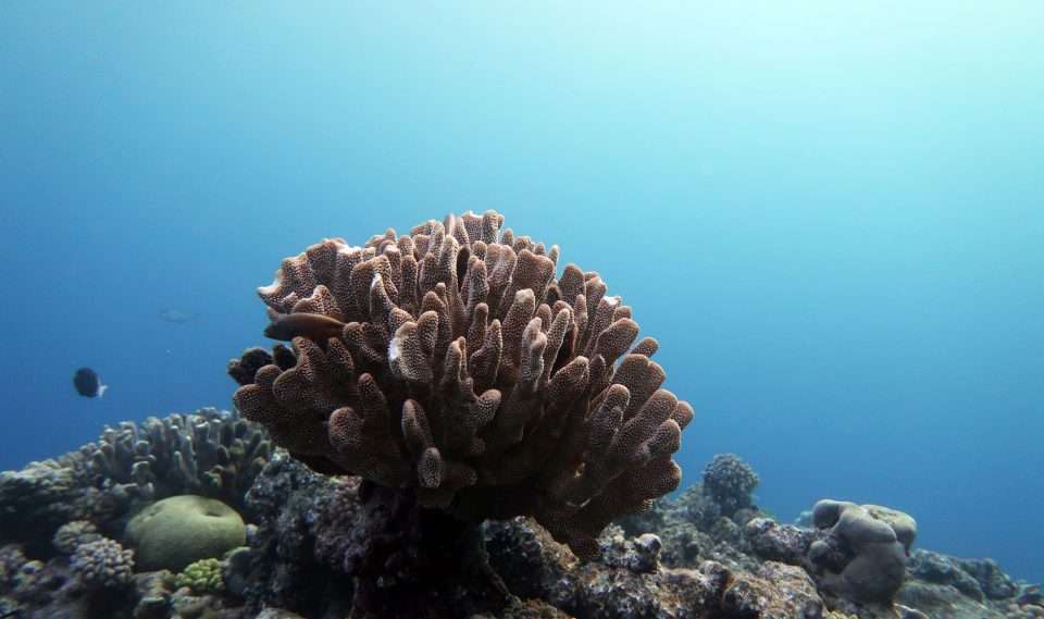 Koral na Wielkiej Rafie Koralowej w Australii