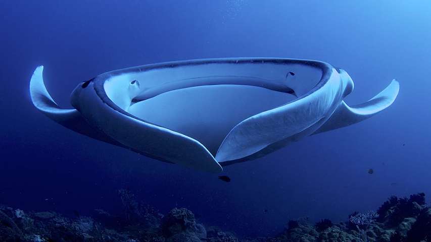 manta olbrzymia mobulus Arturo de Frias Marques