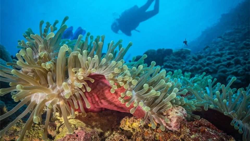 Sanktuarium koralowców wschodnia Afryka