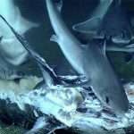 Rekiny pożerające miecznika