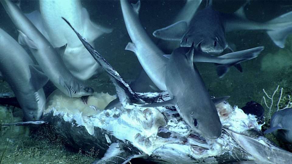 Sharks devouring swordfish