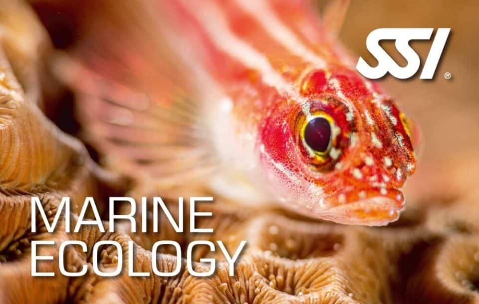Certyfikat specjalizacji Marine Ecology SSI