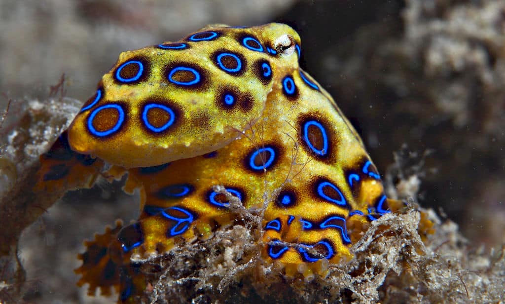 ośmiornica blue-ringed octopus