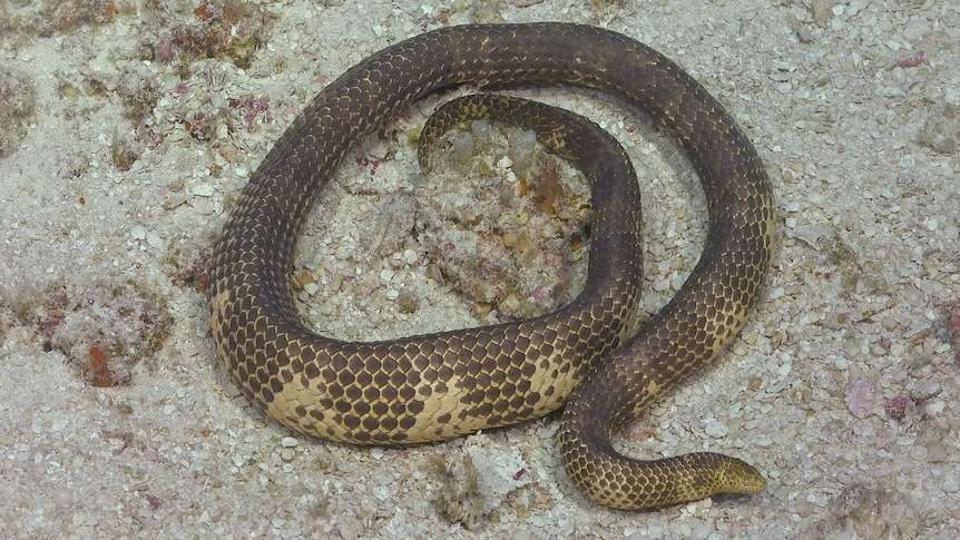 jadowity wąż morski Aipysurus apraefrontalis