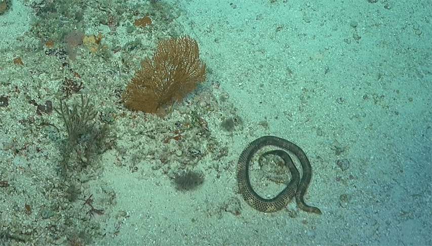 krótkonosy wąż morski odkryty w Australii
