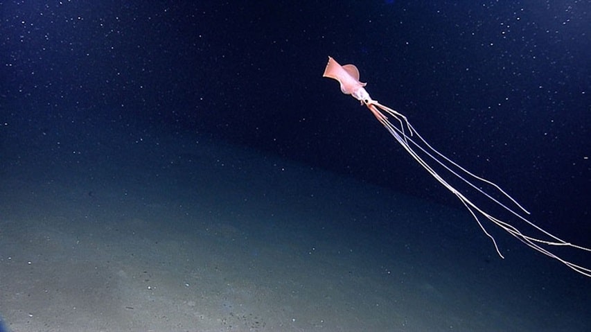 Badacze odkryli kałamarnicę na głębokości 6 km