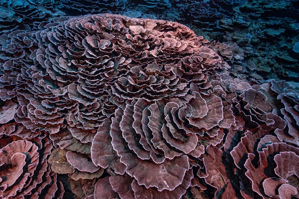 Piękna rafa koralowa na dnie Oceanu Spokojnego