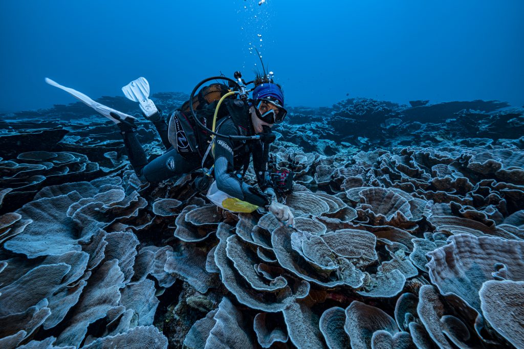 Naukowiec badający koralowce
