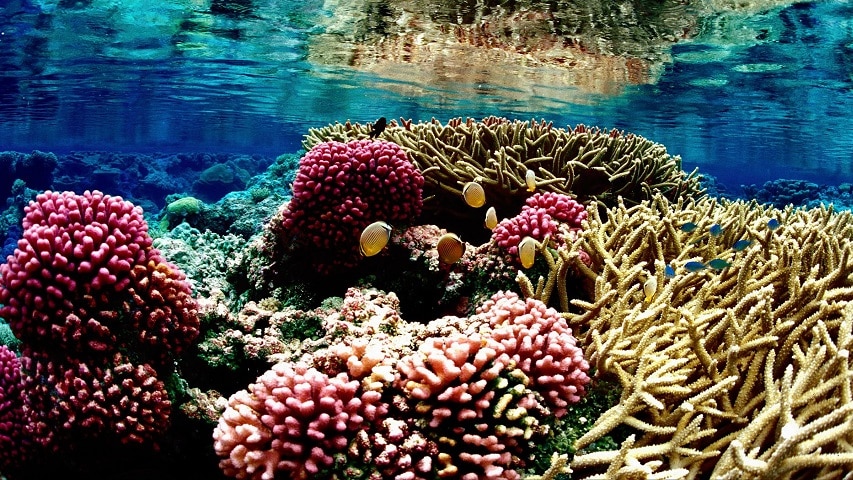 Koralowce pod wodą