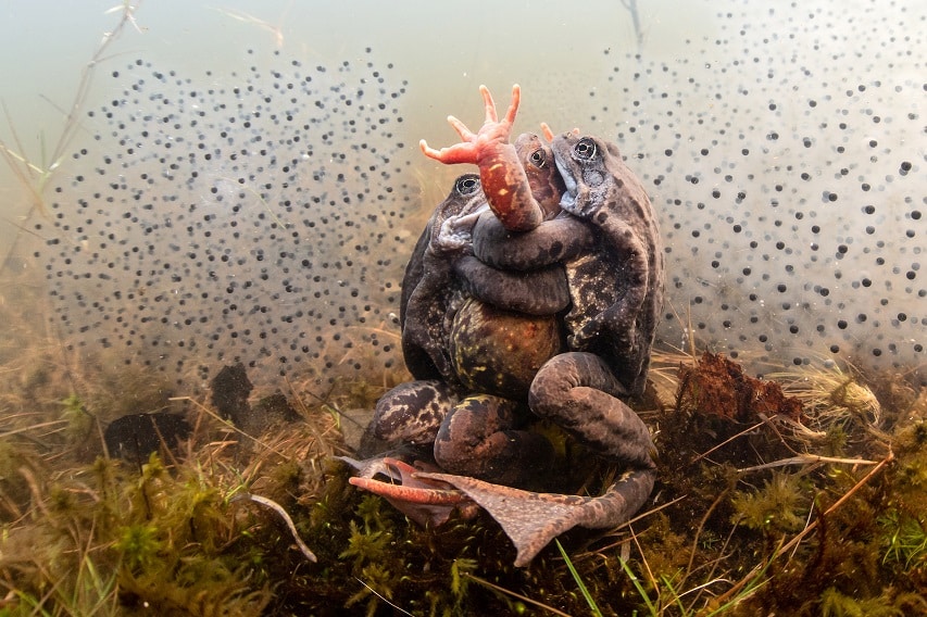 Trzy żaby uchwycone w uścisku