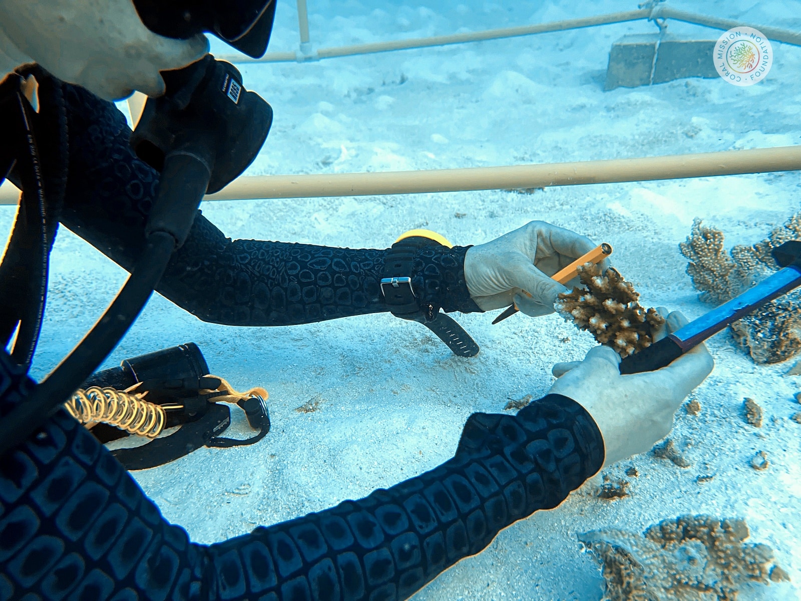 hodowanie koralowców na Malediwach