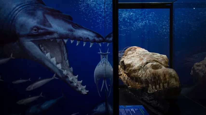 czaszka nieznanego morskiego drapieżnika z Peru