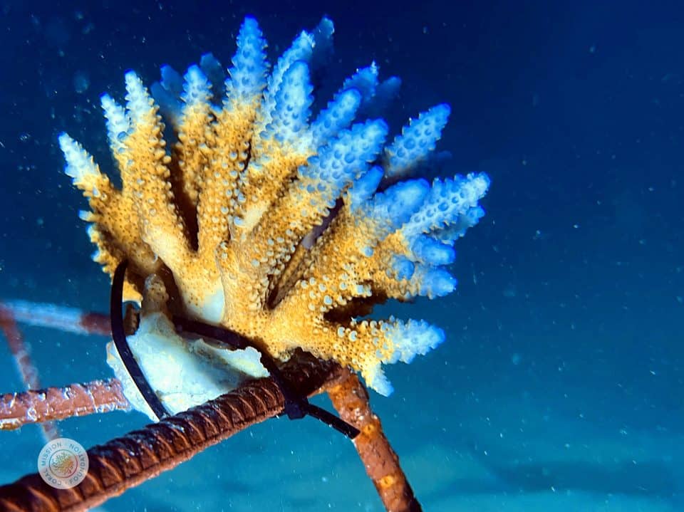koral przesadzony przez wolontariuszy