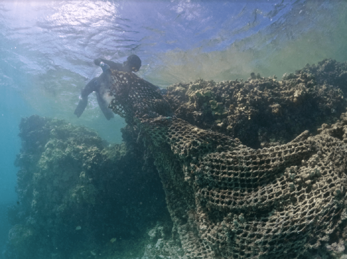 Freediver podczas usuwania sieci widmo z rafy koralowej 