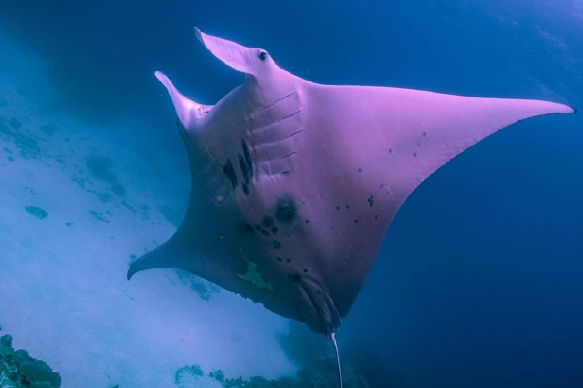 Różowa manta z Wielkiej Rafy Koralowej