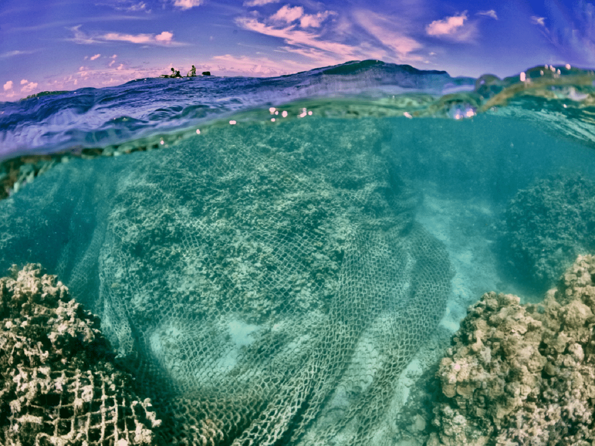 Olbrzymia sieć widmo zalegająca na rafie koralowej