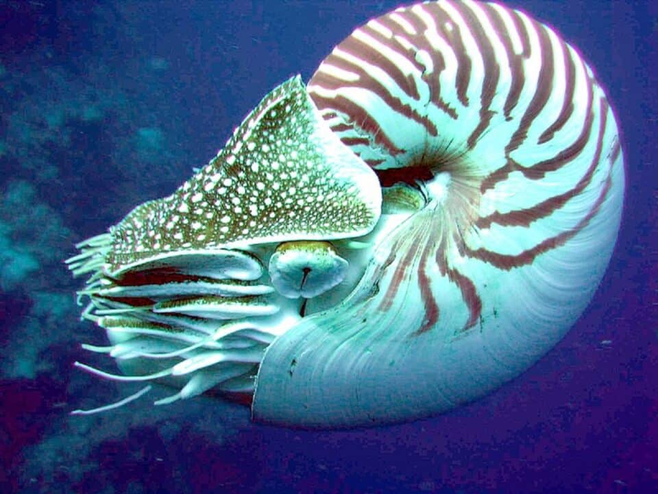 Odkryto nowe gatunki nautilusów