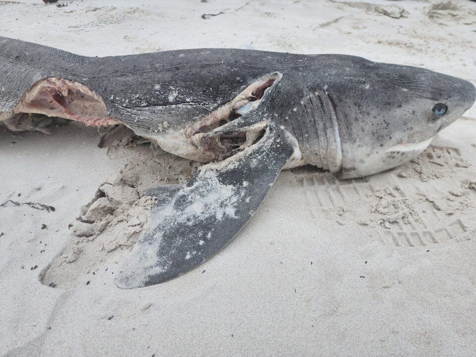 17 martwych rekinów w RPA