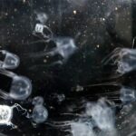 W Chinach badacze odkryli meduzę o 24 oczach