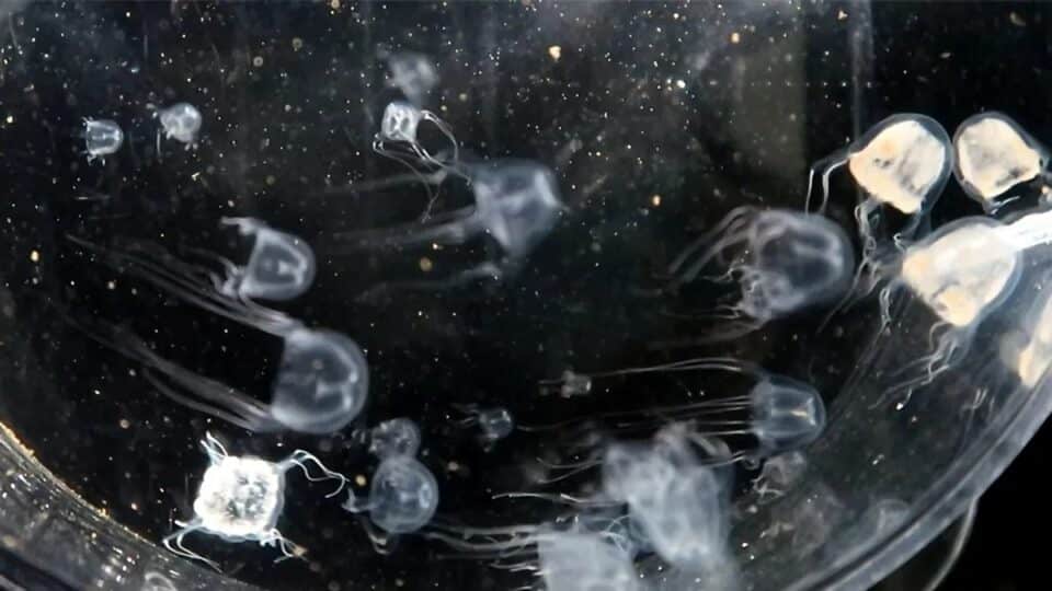 W Chinach badacze odkryli meduzę o 24 oczach