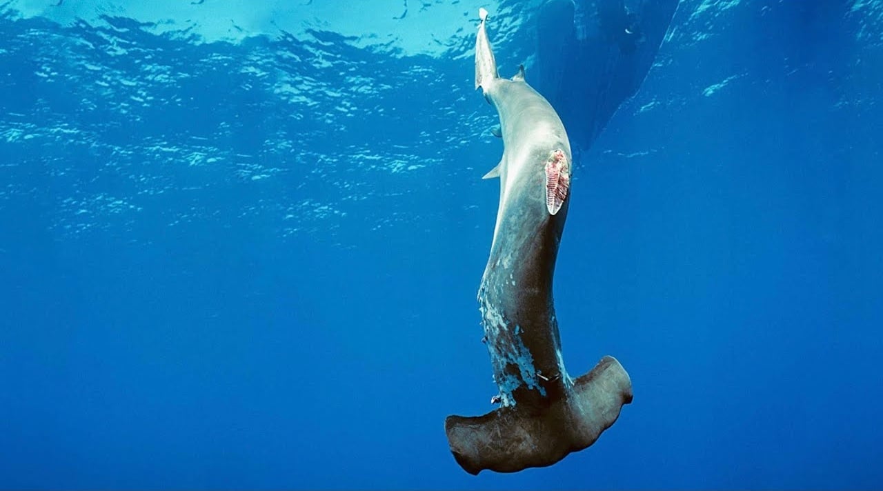 Karol III podpisze zakaz handlu płetwami rekinów