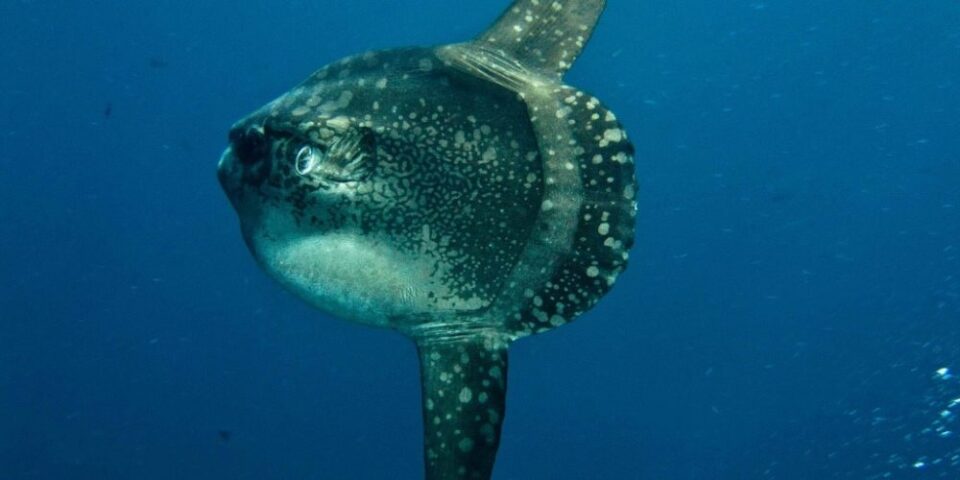 Mola mola